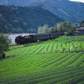 Các loại trà Nhật Bản